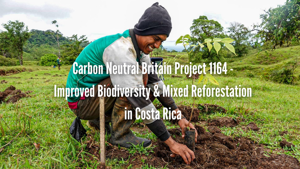 Sustainable Reforestation: Costa Rica's Model for Ecological and Econo ...