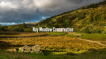 Hay Meadow Conservation in the UK: Why It Matters Now