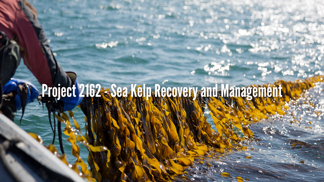 Restoring Sussex's Kelp Forests: A Blueprint for Marine Conservation a ...