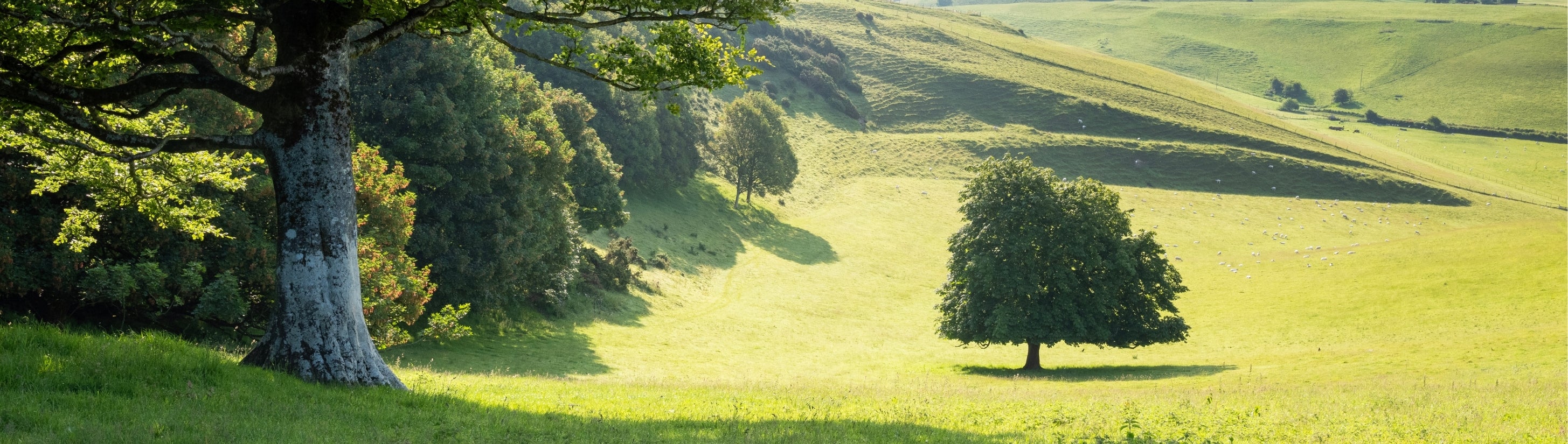 Describes the appearance of the image