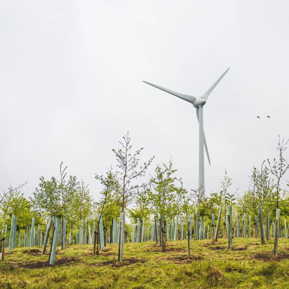 New tree forest with wind turbine